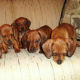 DachsieLady